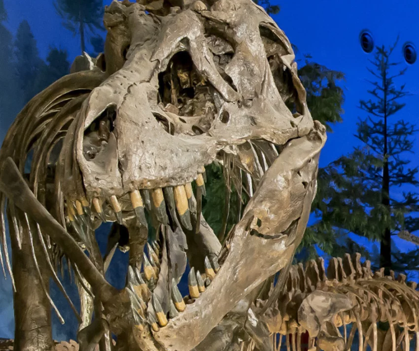 Explorando o Passado no Museu do Dinossauro em Fukui Localizado na pitoresca cidade de Fukui, no Japão, o Museu do Dinossauro é uma verdadeira joia para os entusiastas da paleontologia e para os curiosos de todas as idades.