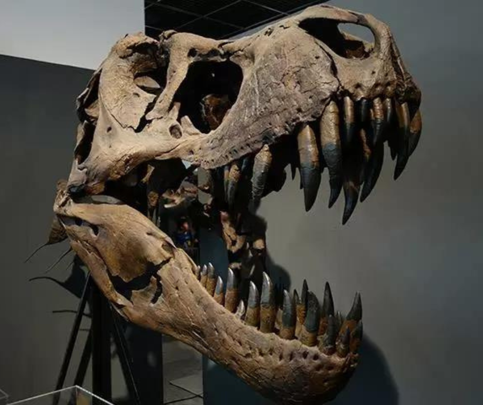 Uma visita ao Museu do Dinossauro em Fukui é uma experiência que certamente ficará gravada na memória de qualquer pessoa. Desde os impressionantes esqueletos de dinossauros até as emocionantes atividades interativas, há algo para todos os interesses e idades.