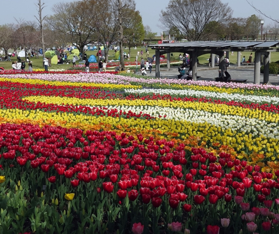 Com tantas opções de atividades e atrações, o Festival das Tulipas de Gifu é uma experiência inesquecível para toda a família. Se você busca um destino para se conectar com a natureza, apreciar a beleza das flores e vivenciar a cultura japonesa, este festival é imperdível.