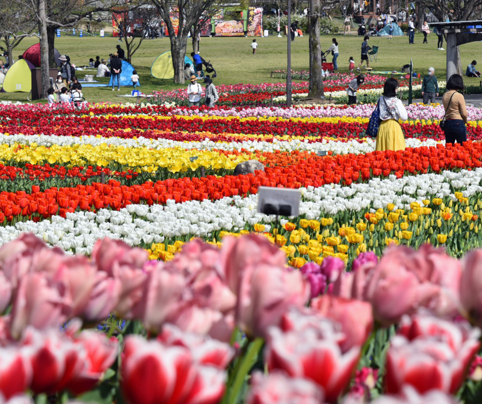 Com tantas opções de atividades e atrações, o Festival das Tulipas de Gifu é uma experiência inesquecível para toda a família.