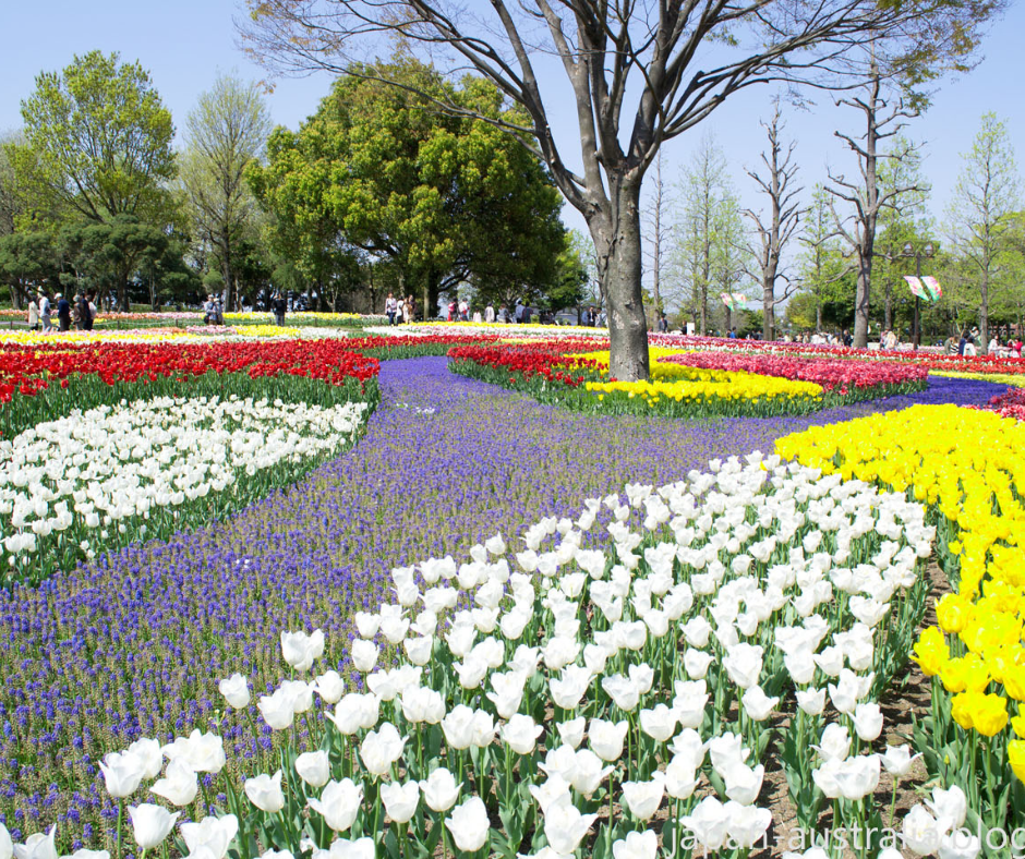 s origens do Festival das Tulipas de Gifu remontam à década de 1950, quando a cidade estabeleceu um intercâmbio cultural com a Holanda.