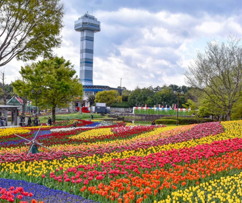 o Esplendor das Tulipas em Gifu, Japão Em meio à rica tapeçaria natural do Japão, a primavera se anuncia com um espetáculo vibrante e colorido: o Festival das Tulipas de Gifu.
