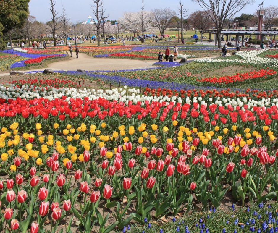 Para aproveitar ao máximo sua visita ao Festival das Tulipas de Gifu, é importante se planejar com antecedência. A época de floração das tulipas é curta, geralmente durando apenas algumas semanas em abril. É recomendável verificar as datas exatas do festival antes de programar sua viagem.