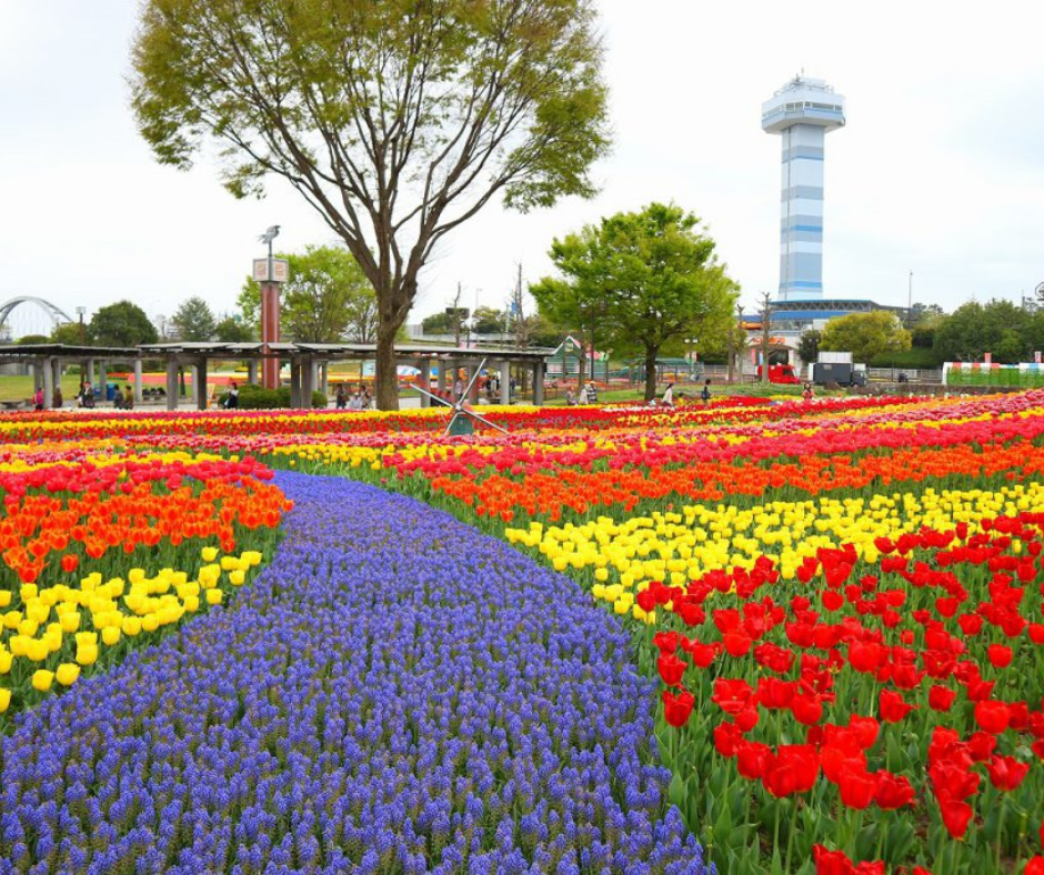 Em meio à rica tapeçaria natural do Japão, a primavera se anuncia com um espetáculo vibrante e colorido: o Festival das Tulipas de Gifu.