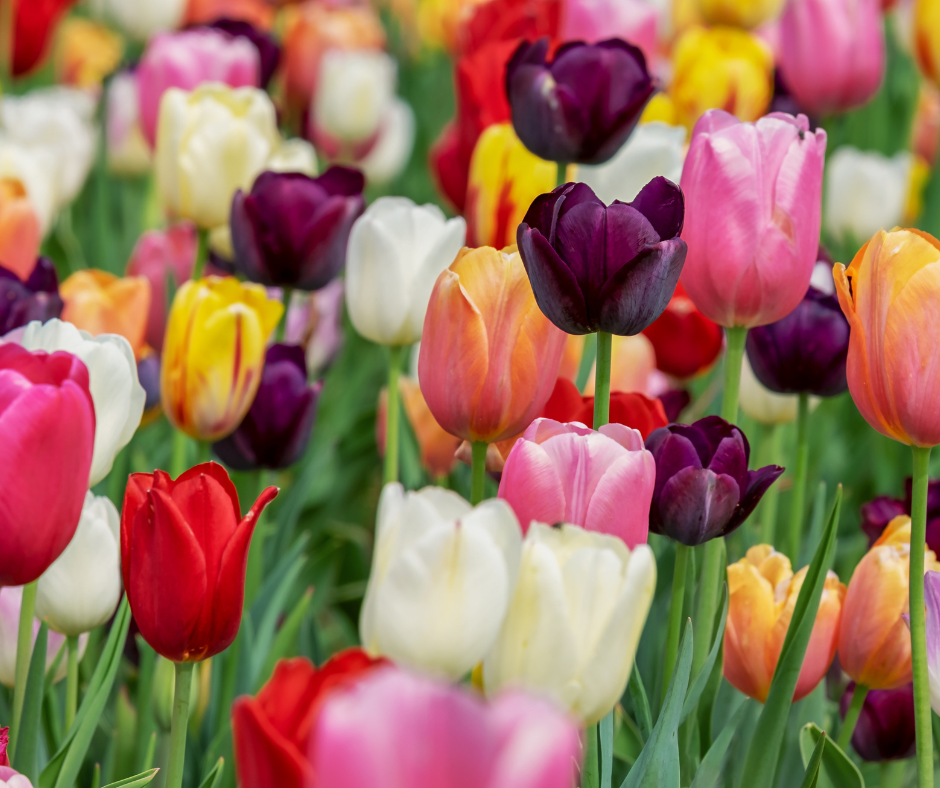 As origens do Festival das Tulipas de Gifu remontam à década de 1950, quando a cidade estabeleceu um intercâmbio cultural com a Holanda.