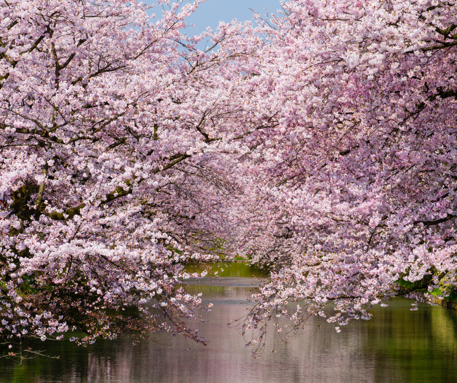 Para os japoneses, o Sakura é mais do que apenas uma flor; é um símbolo de renovação, esperança e renascimento.