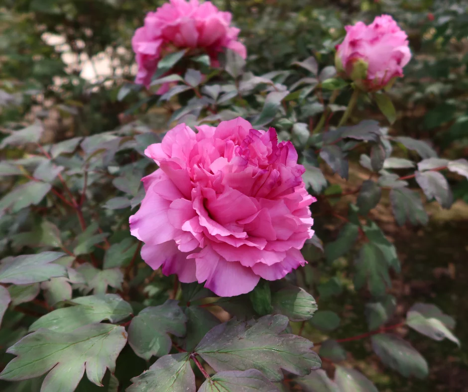 A primavera no Yuushien Garden é um espetáculo de cores vibrantes, com milhares de peônias em plena floração. O Jardim Botânico de Peônias, localizado no coração do jardim, abriga uma coleção de mais de 300 variedades dessas flores magníficas, cada uma com suas características únicas.