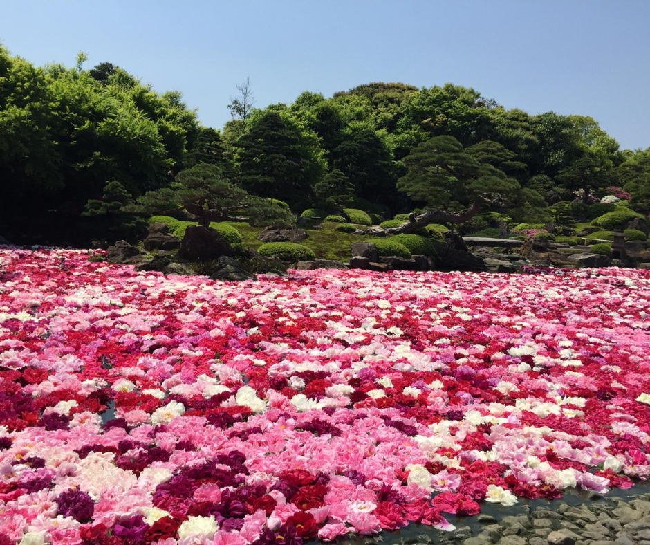No verão, o Yuushien Garden se transforma em um paraíso de lírios. Os lírios de lótus, também conhecidos como "lótus sagrados", cobrem a superfície do lago com suas pétalas delicadas e cores vibrantes. O aroma inebriante dos lírios se espalha pelo ar, criando uma atmosfera de paz e tranquilidade.
