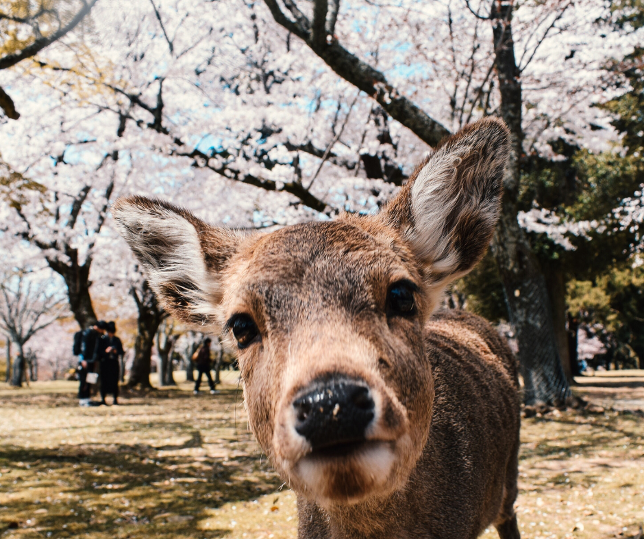 Além do Todai-ji, Nara abriga outros templos e santuários significativos, como o Kofuku-ji e o Kasuga Taisha, tornando a cidade um destino essencial para aqueles interessados na história e cultura japonesas. O Parque de Nara, onde o Todai-ji está situado, é famoso por seus cervos sagrados que vagam livremente. Estes cervos são considerados mensageiros dos deuses na mitologia xintoísta e são um símbolo encantador da harmonia entre natureza e espiritualidade que caracteriza Nara.