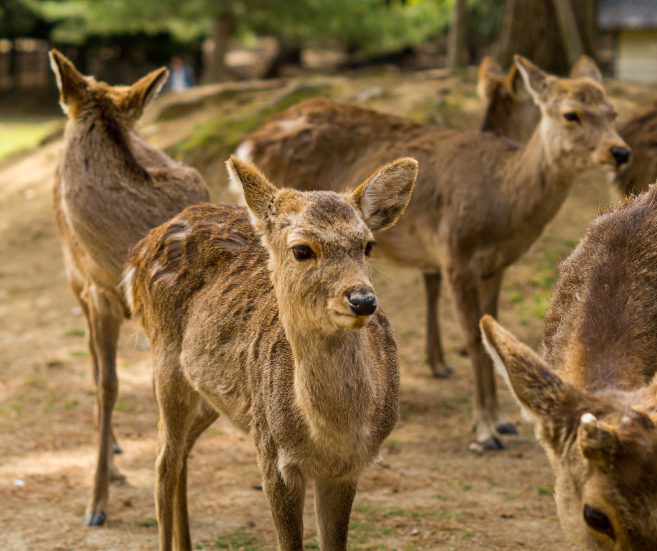 Além do Todai-ji, Nara abriga outros templos e santuários significativos, como o Kofuku-ji e o Kasuga Taisha, tornando a cidade um destino essencial para aqueles interessados na história e cultura japonesas. O Parque de Nara, onde o Todai-ji está situado, é famoso por seus cervos sagrados que vagam livremente. Estes cervos são considerados mensageiros dos deuses na mitologia xintoísta e são um símbolo encantador da harmonia entre natureza e espiritualidade que caracteriza Nara.