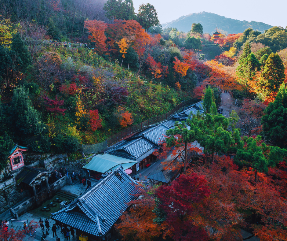 O Templo Kiyomizu-dera é cercado por uma paisagem natural exuberante que muda de acordo com as estações. Na primavera, as cerejeiras florescem, criando um cenário de sonho com pétalas rosa contrastando com a madeira escura do templo. No outono, as folhas de bordo se transformam em uma tapeçaria vibrante de vermelhos e laranjas, tornando o templo um destino popular para a observação das folhas.